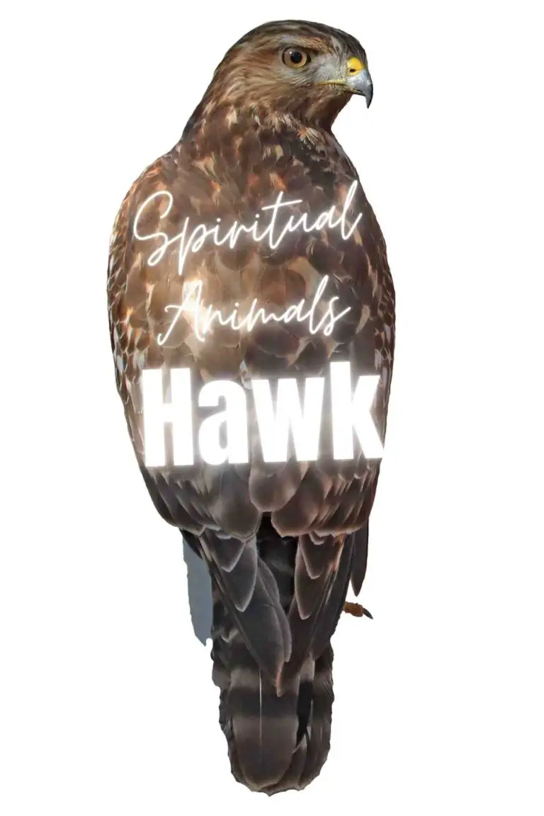 Hawk Spirit Animal: Everything You Need To Know About Hawk Symbolism And Its Meaning