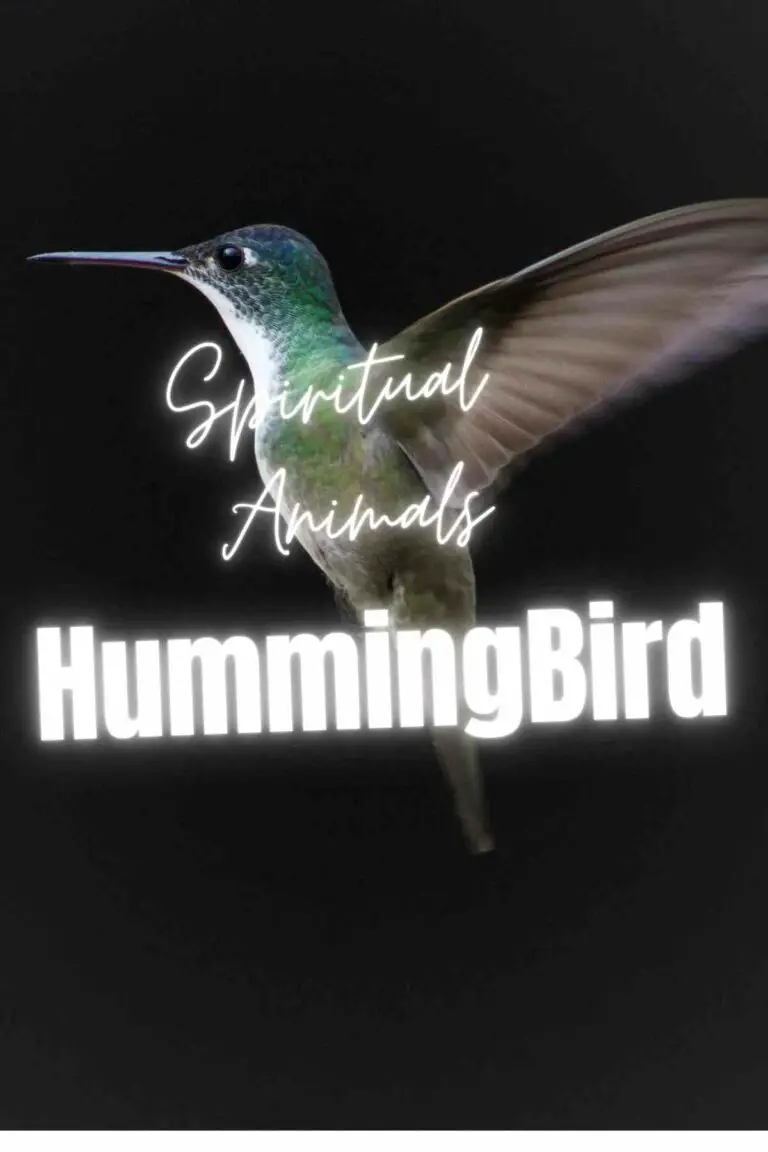 Hummingbirds Spirit Animal: Exploring The Spiritual Meaning and Symbolism