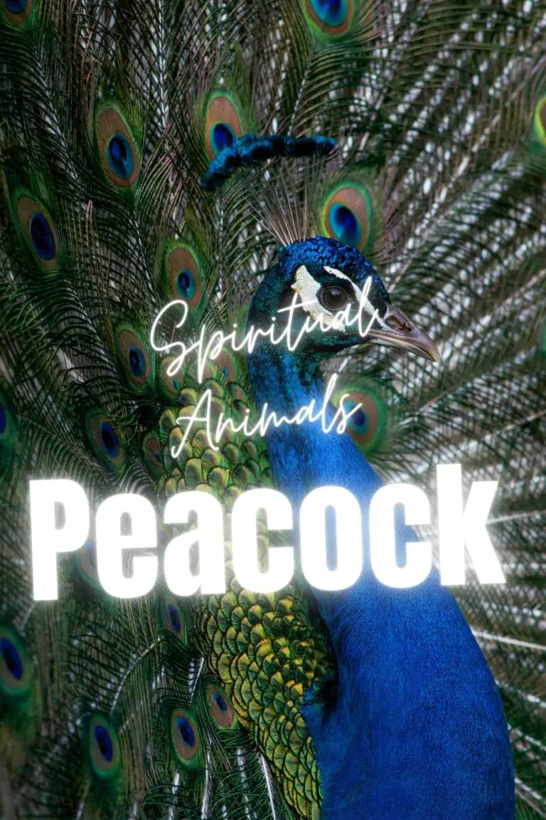 The Spiritual Significance of Peacock Symbolism