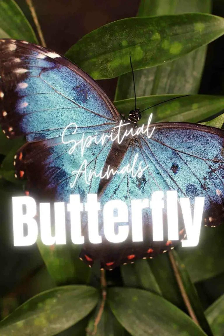 The Spirit Animal Butterfly: The Power and Symbolism